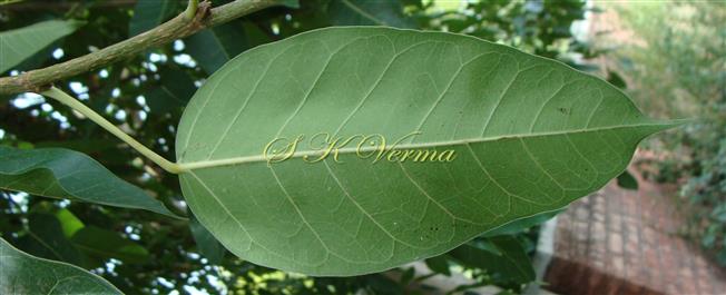  Leaf (Abaxial view)